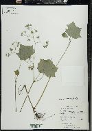 Hydrophyllum appendiculatum image