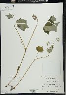 Hydrophyllum appendiculatum image