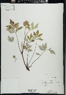 Hydrophyllum virginianum image