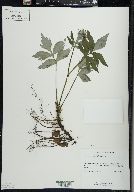 Hydrophyllum virginianum image