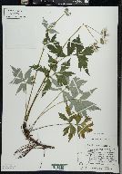 Hydrophyllum virginianum image