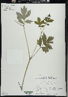 Hydrophyllum virginianum image