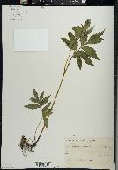 Hydrophyllum virginianum image