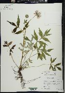 Hydrophyllum virginianum image