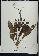 Cynoglossum boreale image