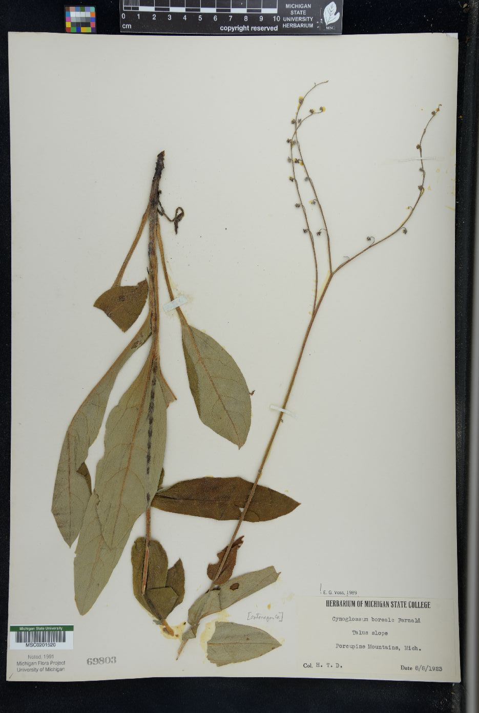 Cynoglossum boreale image