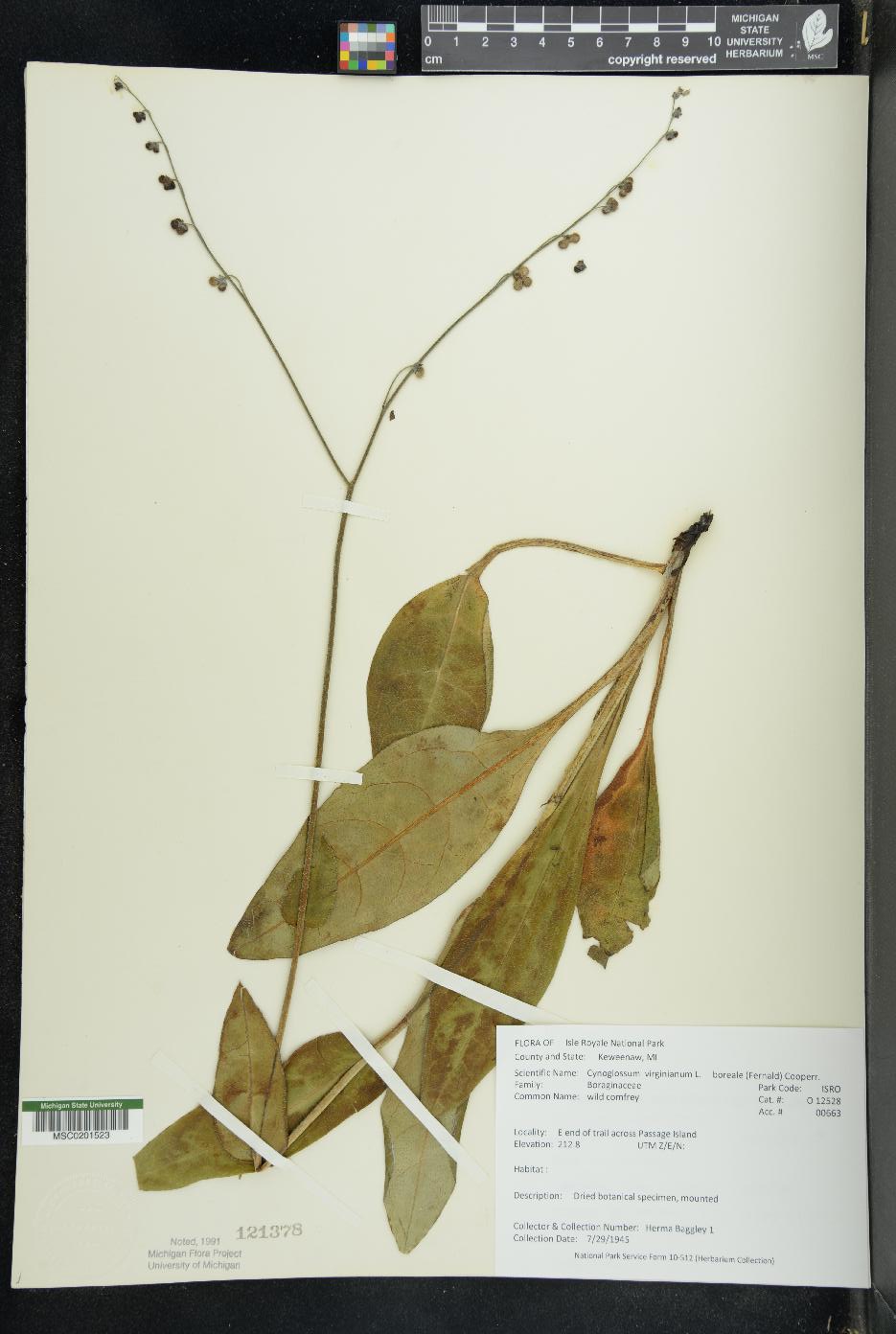 Cynoglossum boreale image