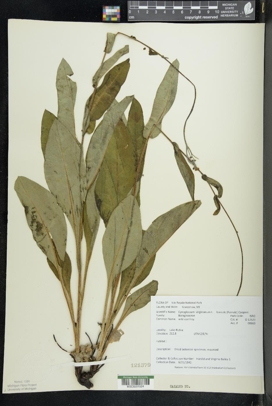 Cynoglossum boreale image