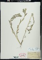 Buglossoides arvensis image