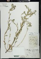 Buglossoides arvensis image