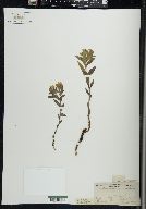 Lithospermum canescens image