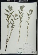 Lithospermum canescens image