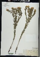 Lithospermum caroliniense image