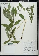 Lithospermum latifolium image