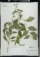 Lithospermum latifolium image