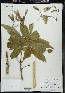 Fraxinus nigra image