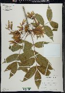 Fraxinus nigra image