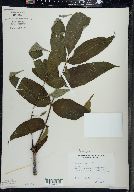 Fraxinus nigra image