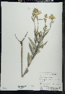 Pedicularis lanceolata image