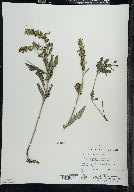 Pedicularis lanceolata image