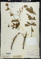 Fraxinus nigra image