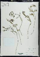 Melampyrum lineare image