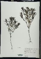 Melampyrum lineare image