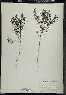 Melampyrum lineare image