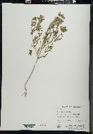 Melampyrum lineare image