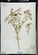 Conium maculatum image