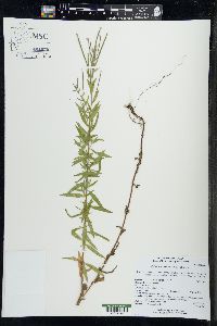 Epilobium strictum image