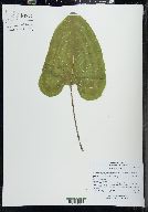 Arctium minus image