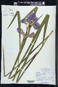 Iris x vinicolor image