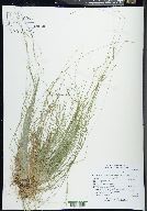 Carex disperma image