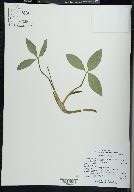 Menyanthes trifoliata image