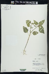 Solanum ptychanthum image