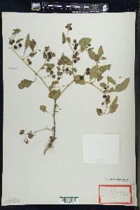 Solanum ptychanthum image