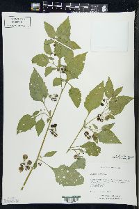 Solanum ptychanthum image