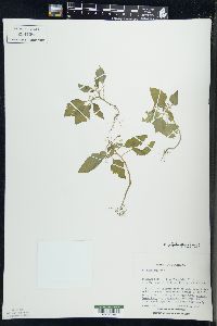 Solanum ptychanthum image