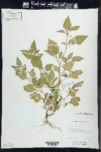 Solanum ptychanthum image