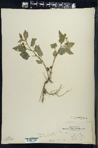 Solanum ptychanthum image