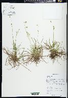 Carex capillaris image