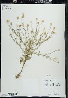 Anthemis cotula image