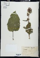 Arctium minus image