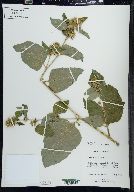 Arctium minus image