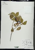 Viburnum lentago image