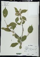 Viburnum lentago image