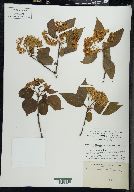 Viburnum lentago image