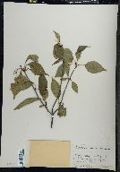 Viburnum lentago image