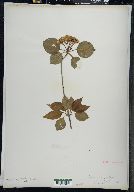 Viburnum lentago image